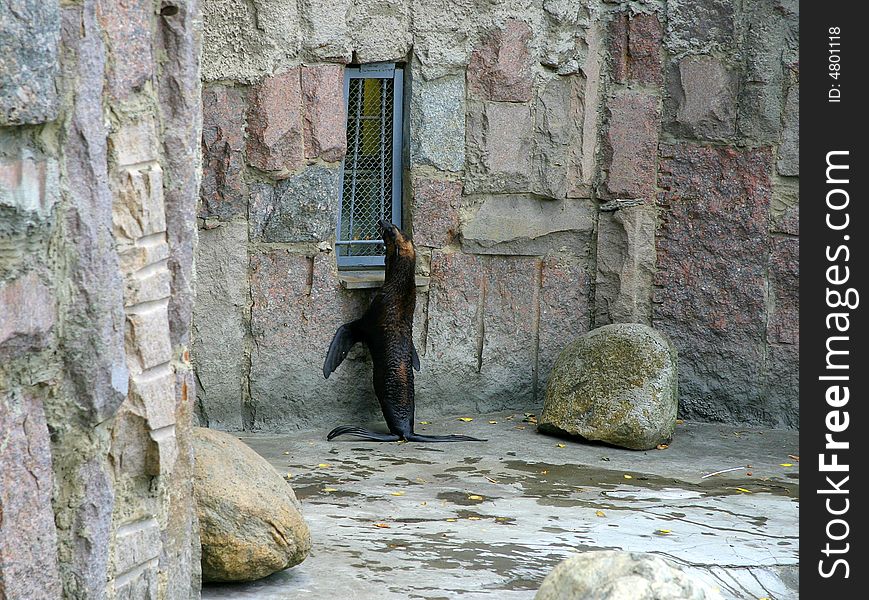 Curious young sea lion in zoo