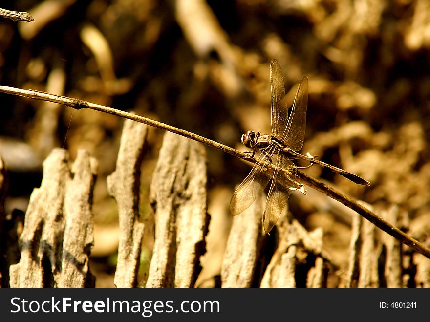 Close up of a dragonfly