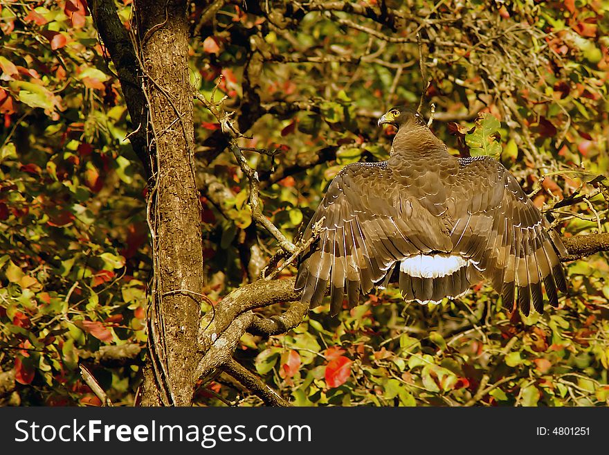 Eagle in a forest, spreading its wings