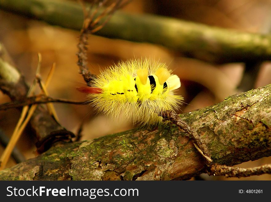 Yellow worm on a tree