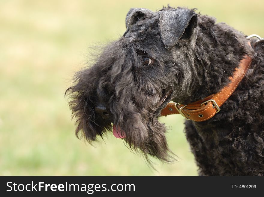 Portrait of  beautiful dog on the background green grass