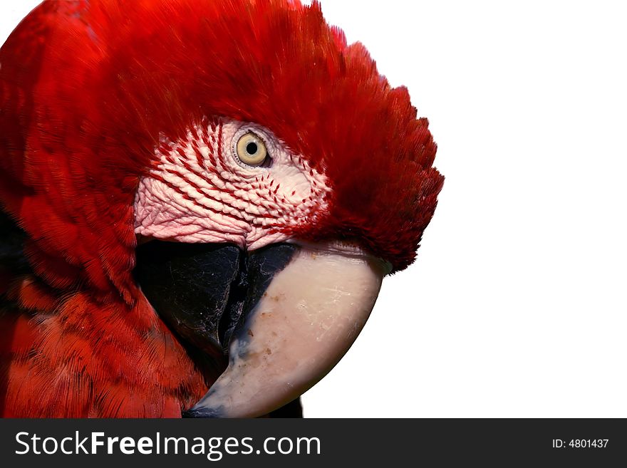 Isolated white background macaw parrot. Isolated white background macaw parrot