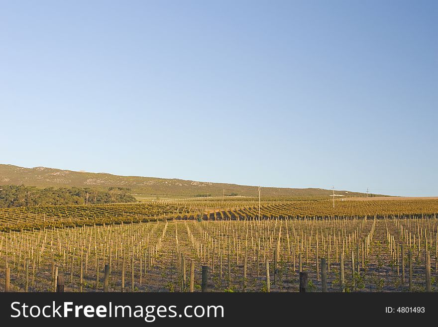 Vineyards with a a clear blue sky. Vineyards with a a clear blue sky