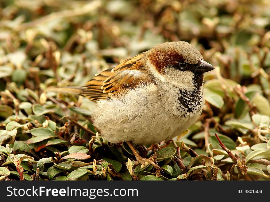 Close-up on a single sparrow