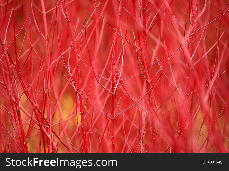 Pink pattern, close-up of a bush