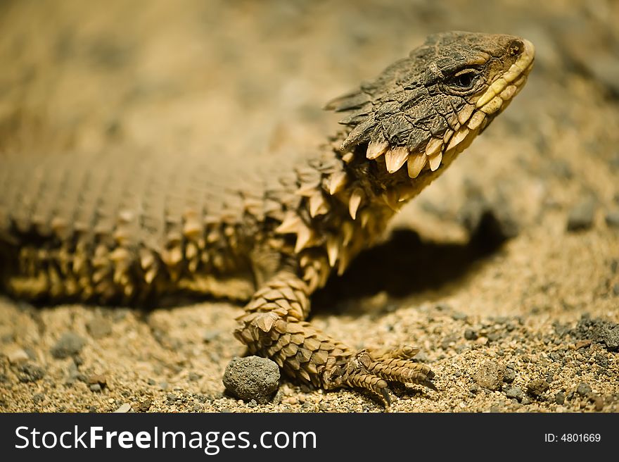 Photo of beautiful lizard sungazer in captivity. Photo of beautiful lizard sungazer in captivity
