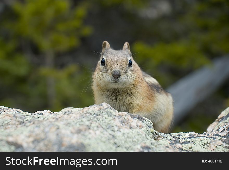 Adorable Ground Squirrel is sitting on a rock in Estes Park, Colorado. Their pure and beautiful spirit shines through their lovely eyes.