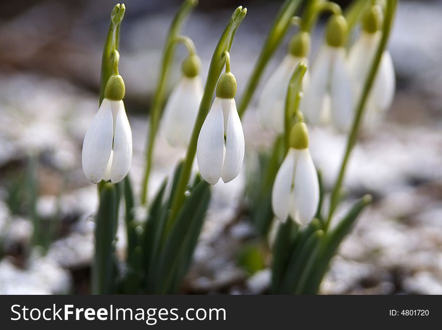 White snowdrops in wood with snow