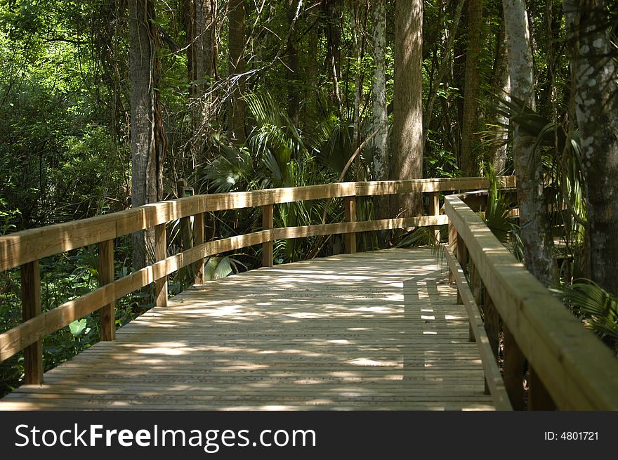 A wooden walkway through the swamp area in Florida. A wooden walkway through the swamp area in Florida