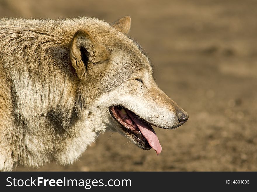 Gray wolf blinking at sun