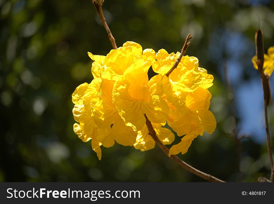 Yellow spring flowers in bloom seen closeup. Yellow spring flowers in bloom seen closeup