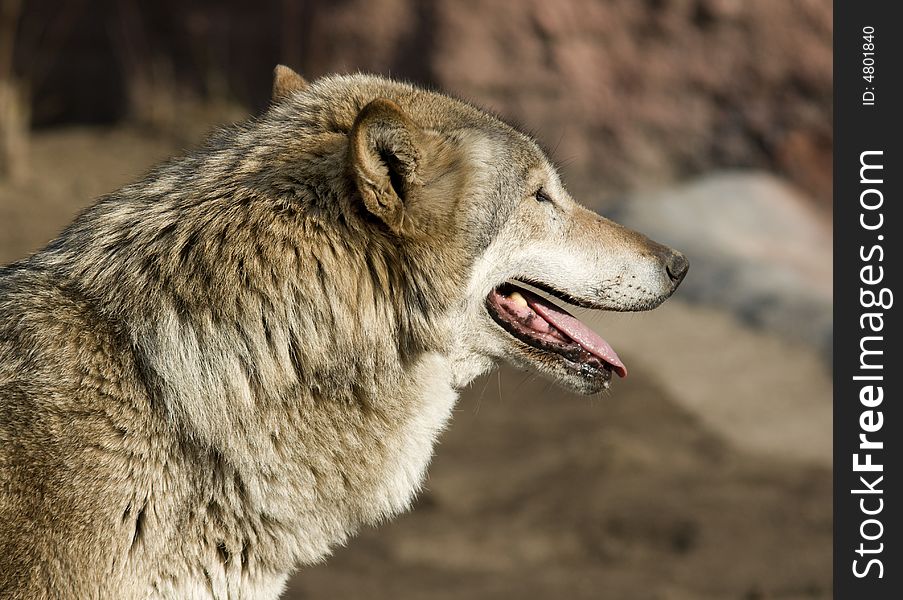 Wolf looking forward and breathing heavily