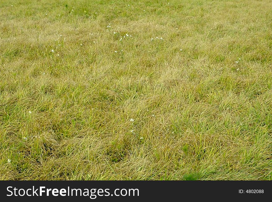 Photo of green grass meadow with camomile flowers. Photo of green grass meadow with camomile flowers