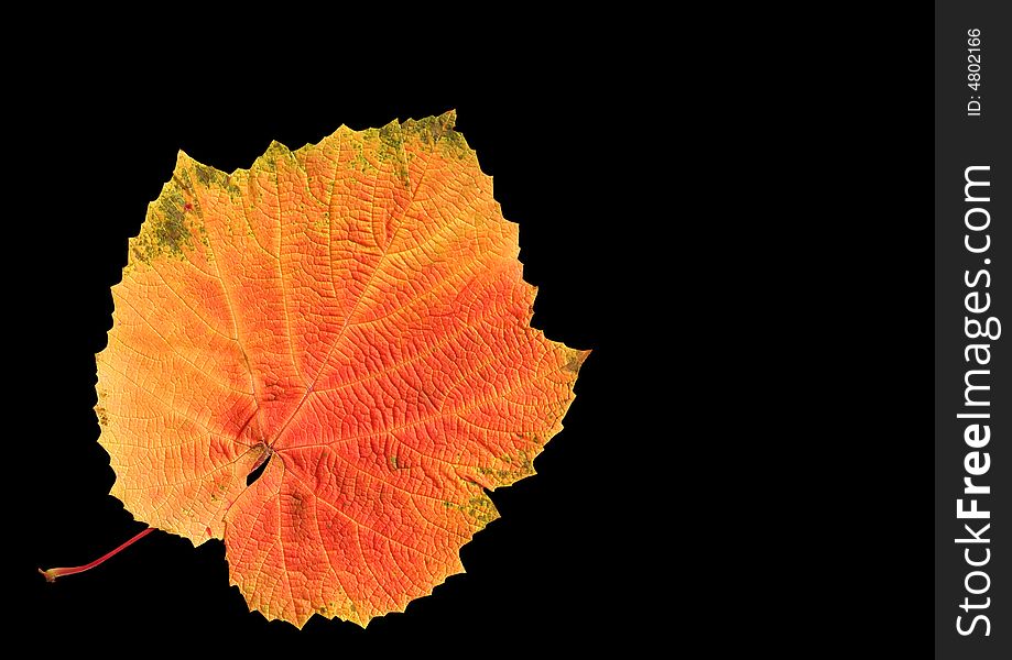 Grape leaf in fall isolated over black. Grape leaf in fall isolated over black.