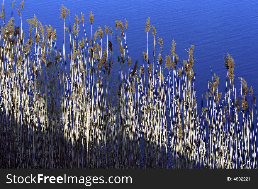 Reed on the shore of a lake