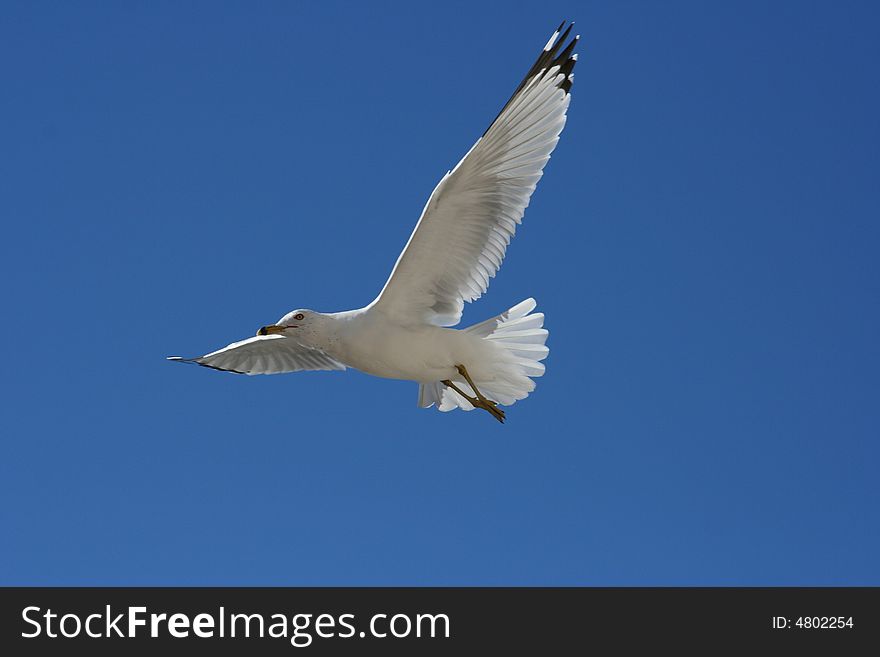 Seagull in flying in blue sky