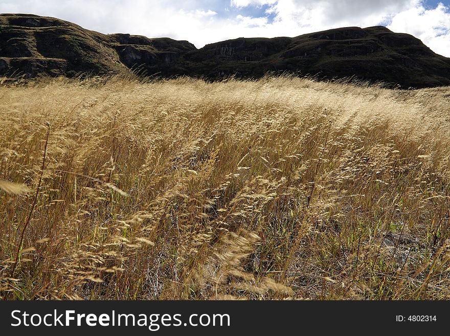 Long golden grass blowing in the wind. Long golden grass blowing in the wind