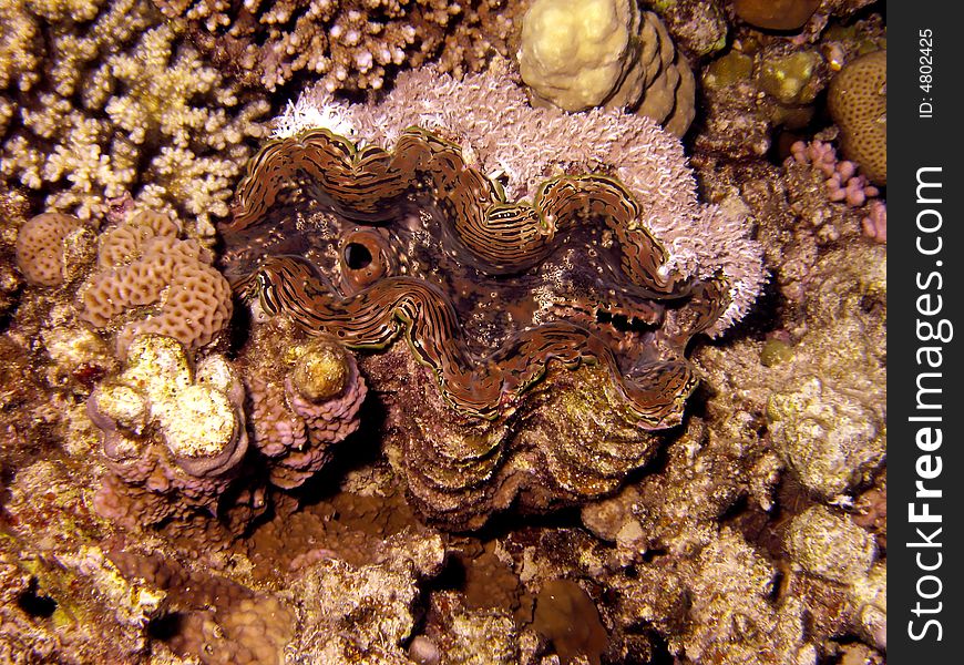 Giant clam on sea bed