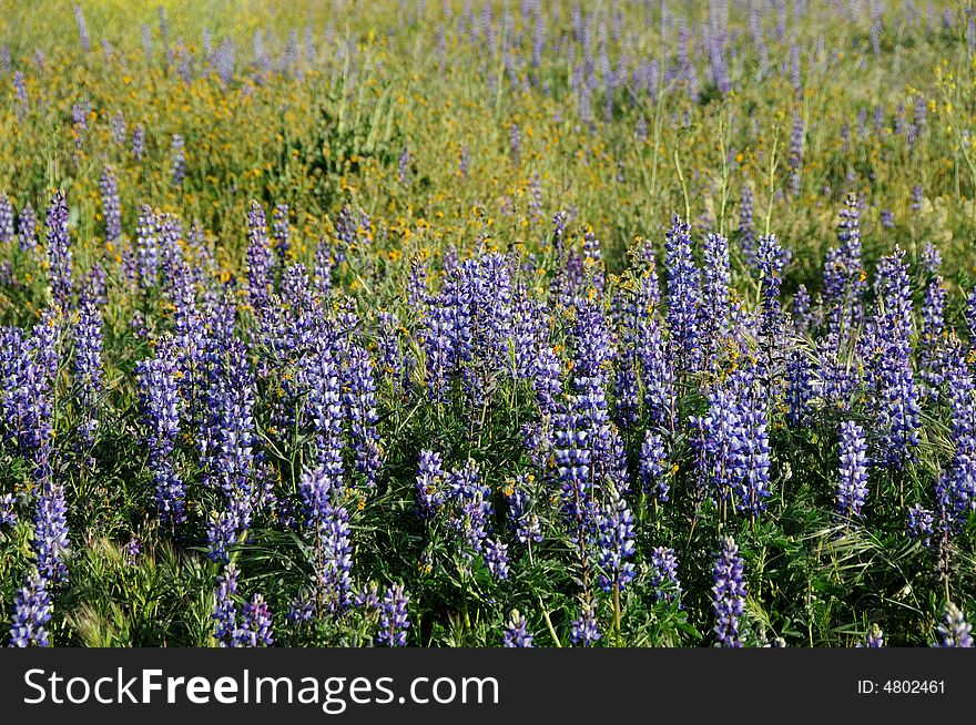 Lupin field in southern california