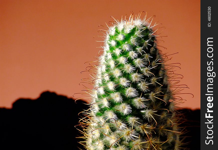 Close-up of a desert cactus against a sunrise or sunset.