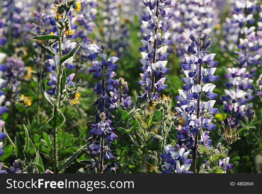 Lupin field in southern california