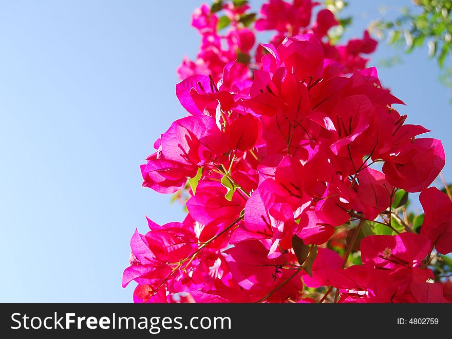 Beautiful red flower against the background blue sky