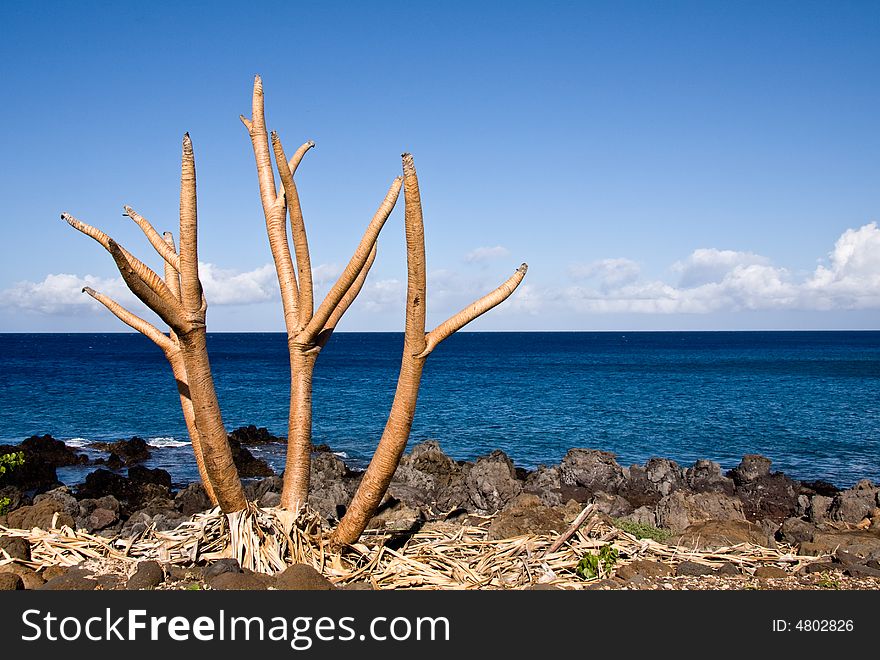 Bare tree limbs by the ocean