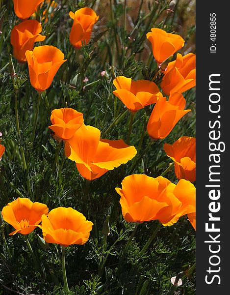 California poppy is a state flower of california. California poppy is a state flower of california