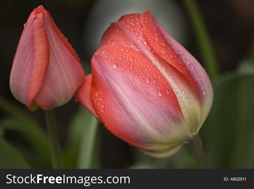 Macro of red tulips after a spring morning rain. Macro of red tulips after a spring morning rain.