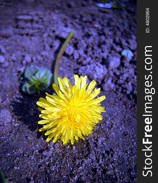 Yellow spring dandelion on purple background