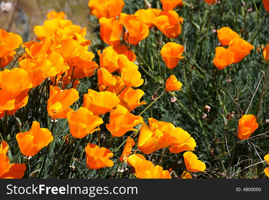 California poppy is a state flower of california. California poppy is a state flower of california