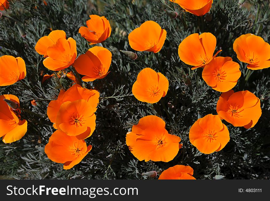 California poppy is a state flower of california. California poppy is a state flower of california