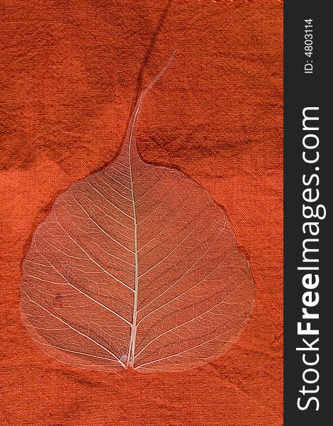 a leaf on orange fabric. a leaf on orange fabric