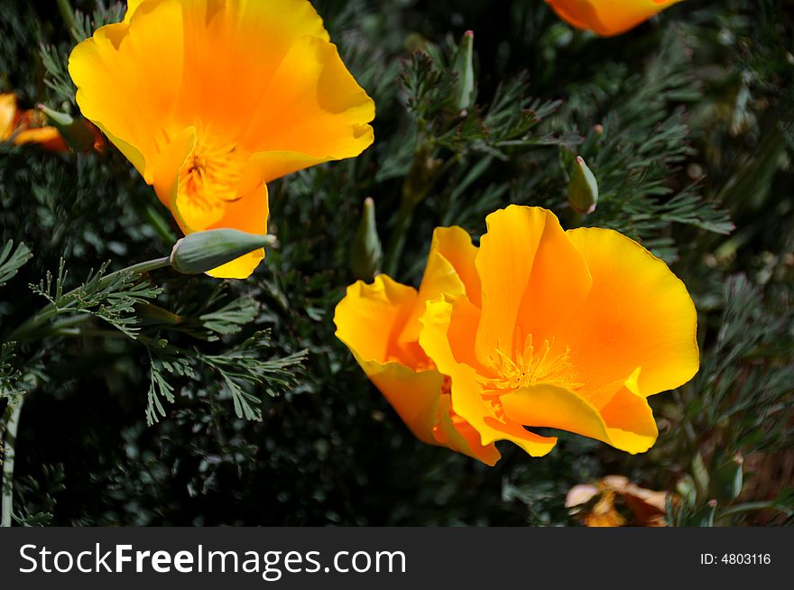 California poppy is a state flower of california. California poppy is a state flower of california