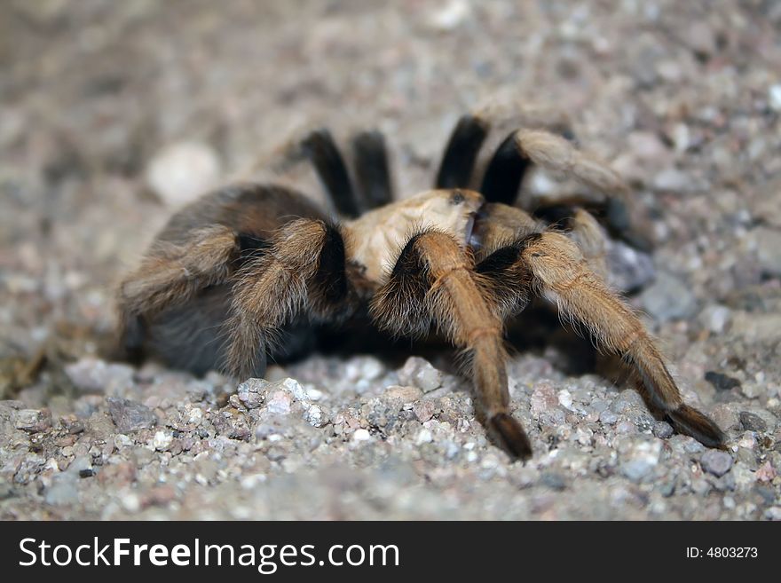 Arizona blonde tarantula on display