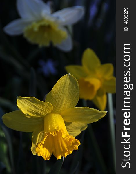 Spring yellow daffodils in the mountains