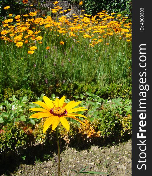 Lonely flower with others flowers in the garden as background. Lonely flower with others flowers in the garden as background