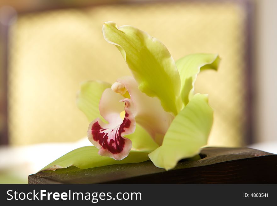 An image of a sun drenched beautiful romantic orchid