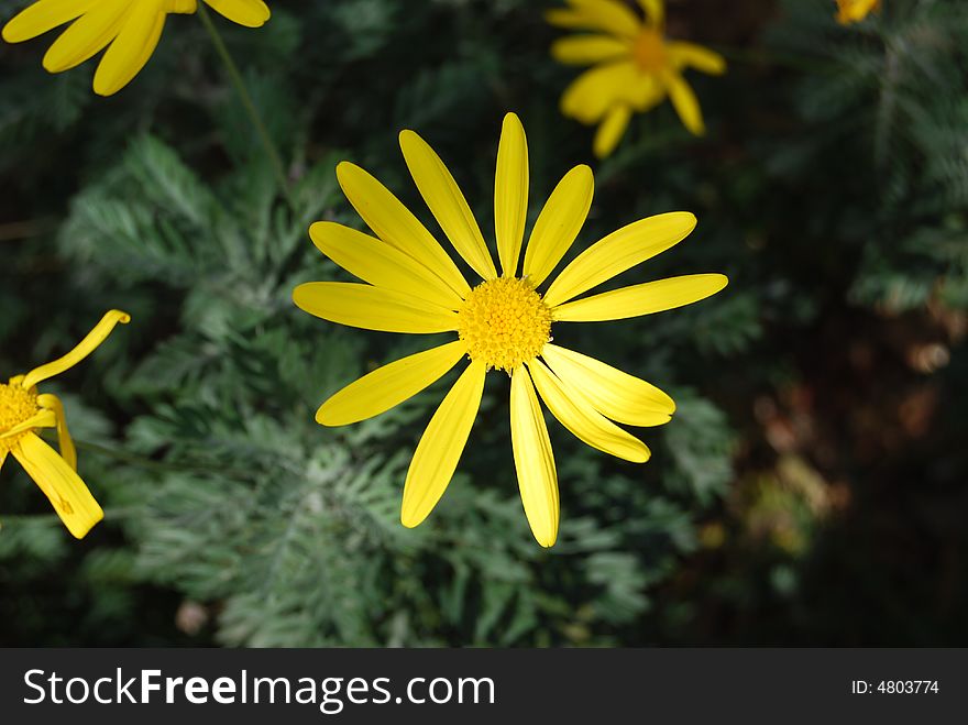 Close up of a yellow daisy