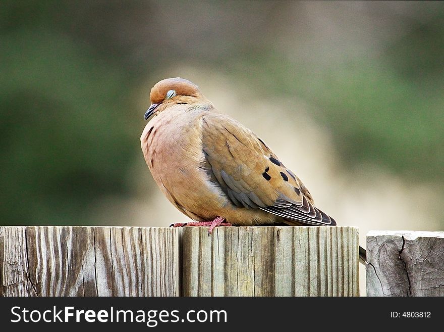 Pigeon Sleeping on a fence