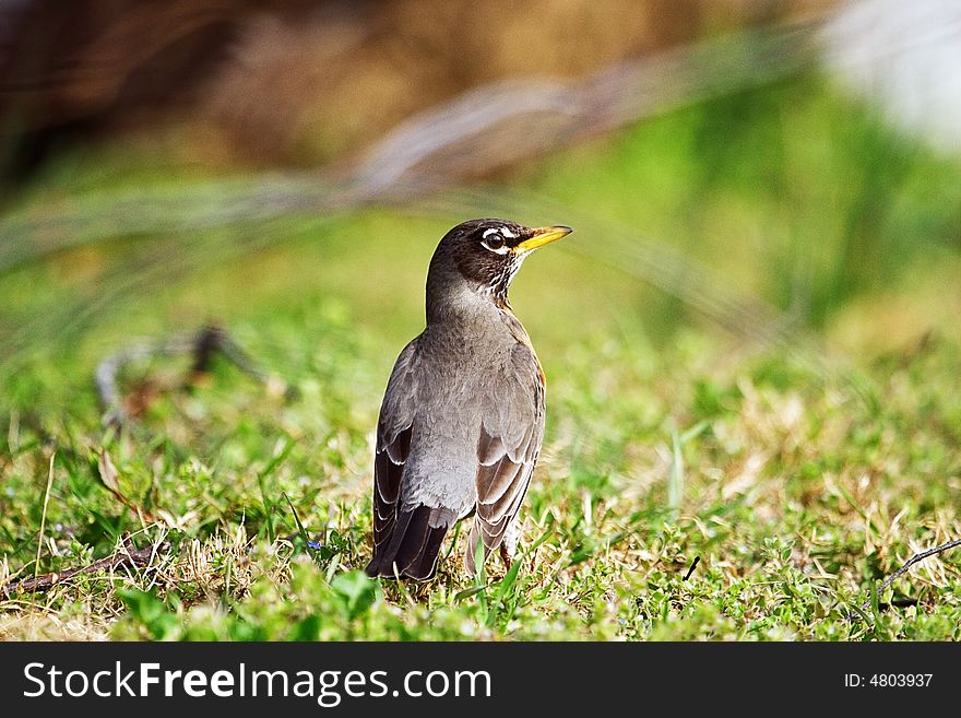 Robin On Ground