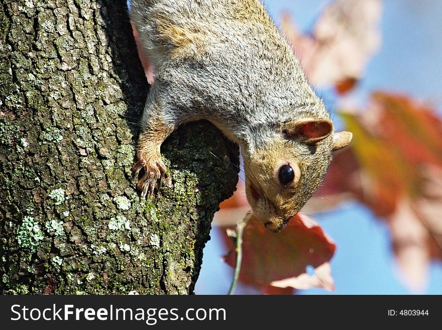 Closeup of Squirrel Climbing Down Tree