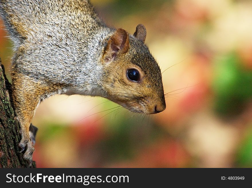 Squirrel Climbing Down Tree