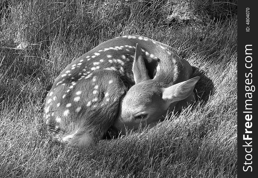 Newborn fawn with spots in wisconsin