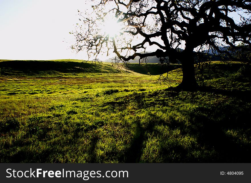 A silhouette of a oak tree at point mugu state park in the santa monica Mountain, california. usa