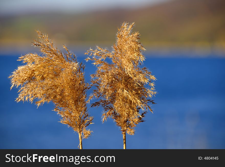 Dried plants near the lake, in a sunny late March afternoon