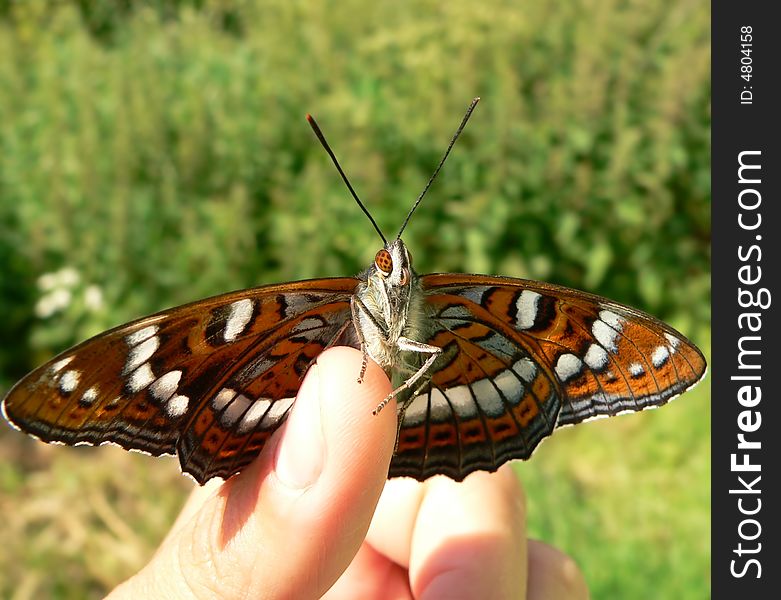 The butterfly sit on a hand. The butterfly sit on a hand.