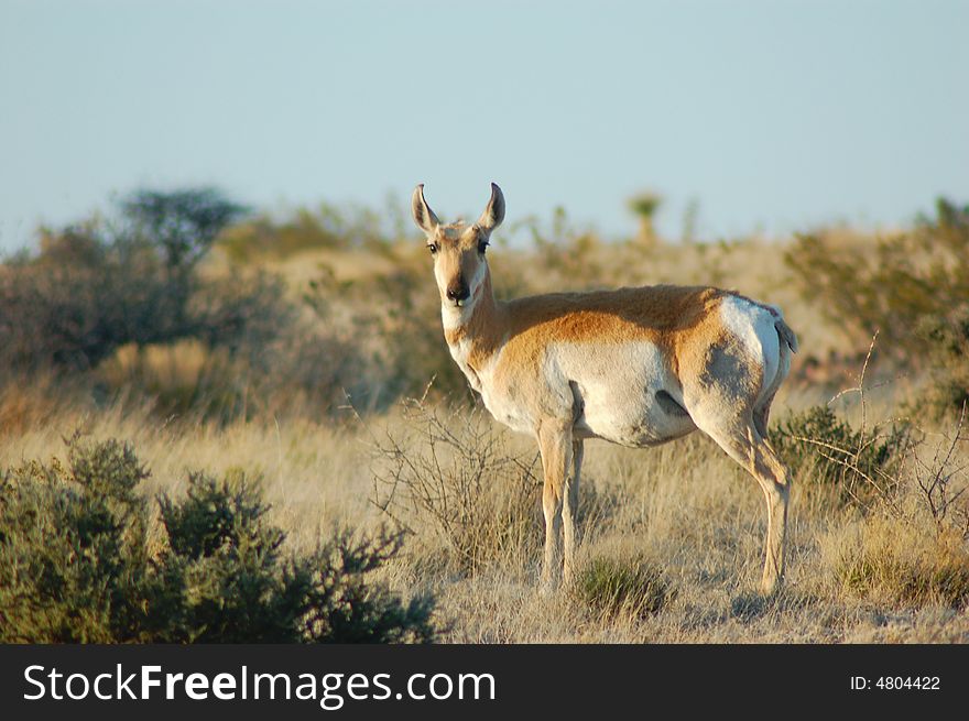 Pronghorn