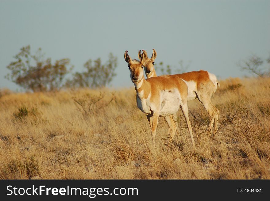 Pronghorns