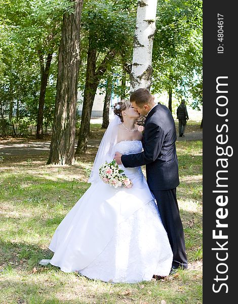 Bride and groom kiss near the birch. Bride and groom kiss near the birch